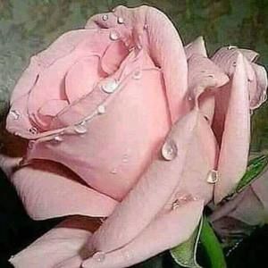 Meet your Posher, Heba